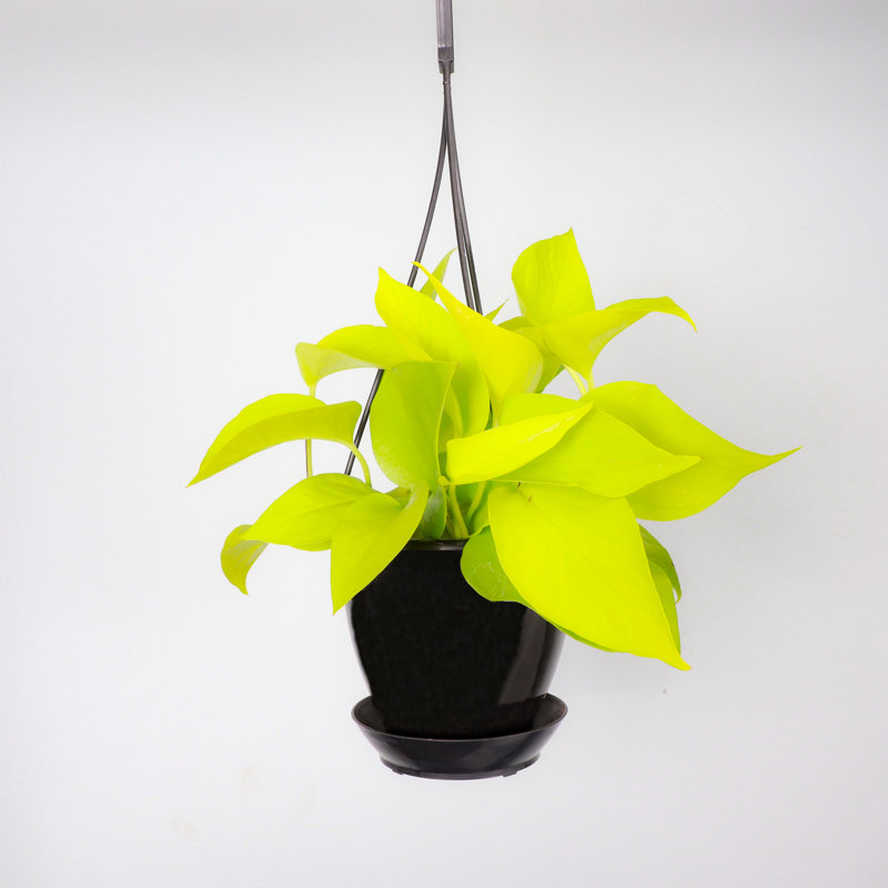 Live Neon Pothos Plant in Hanging Pot
