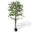 Plante 63 po