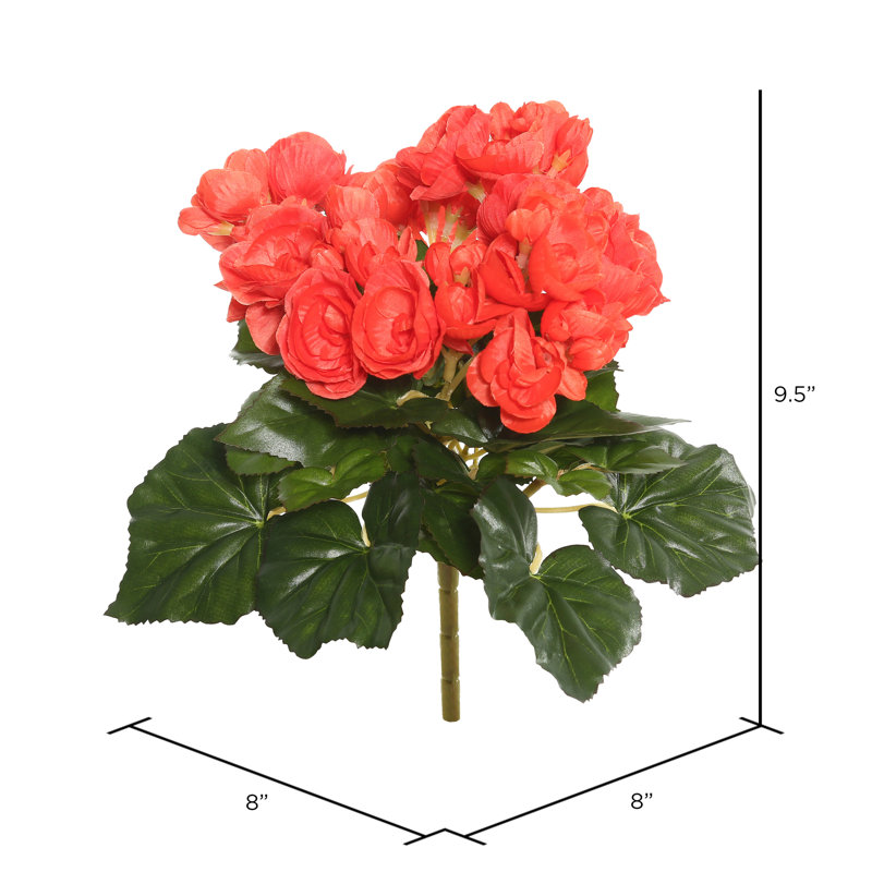 Bégonia artificiel, Orange