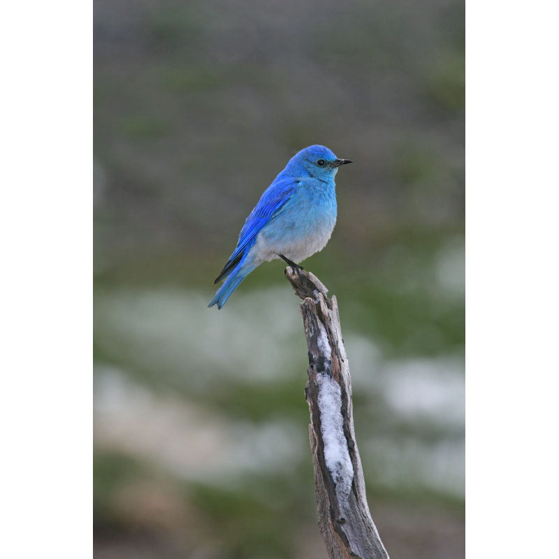Oiseau bleu espoir, H 12 po x l 8 po