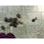 Carrelage mural en verre métallique 3 "x 6"-46772311