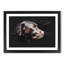 Chocolate Brown Labrador Dog - Picture Frame Graphic Art Print-56916948-56916947