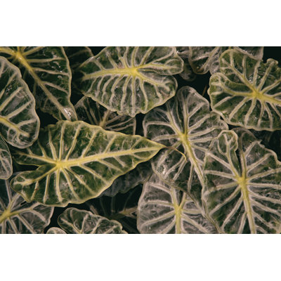 Greenery Abounds by Aledanda - Photograph Print