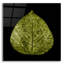 «Feuille verte» par PhotoINC Studio-159307692