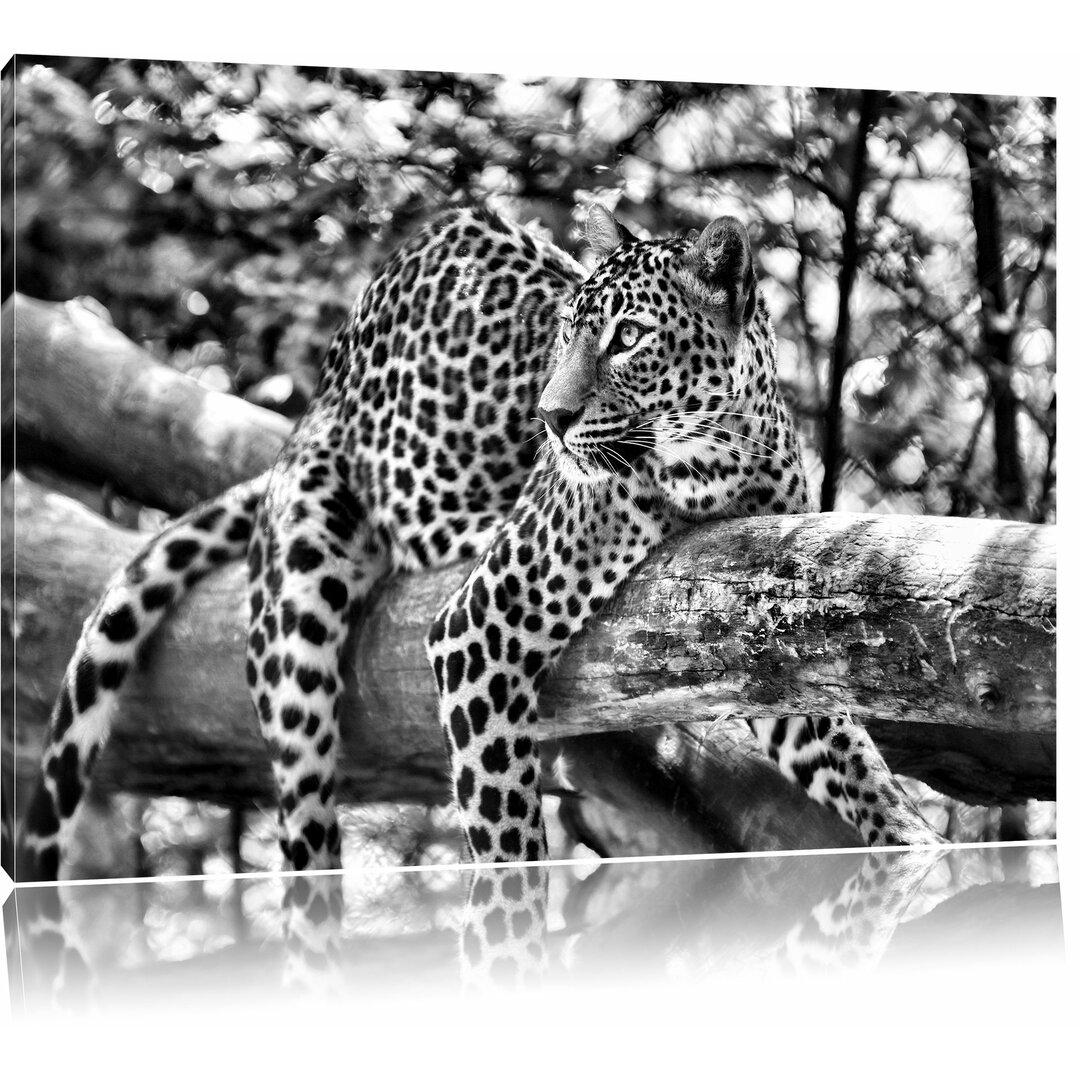 Leinwandbild Leopard auf Ast in Monochrom