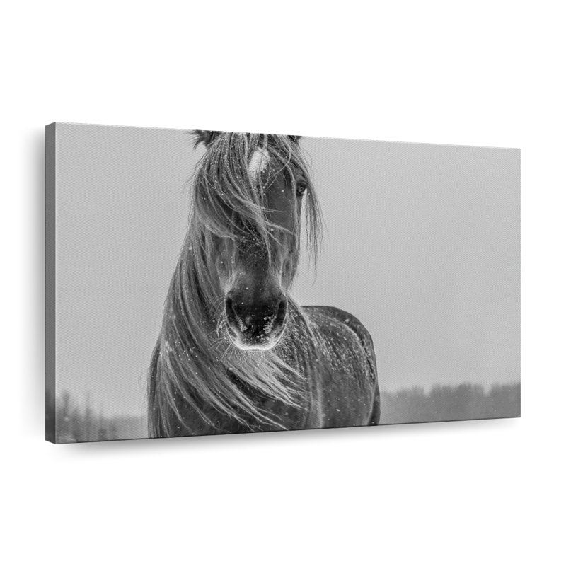 Winter Horse Canvas Print, 24" H x 36" W x 1.25" D