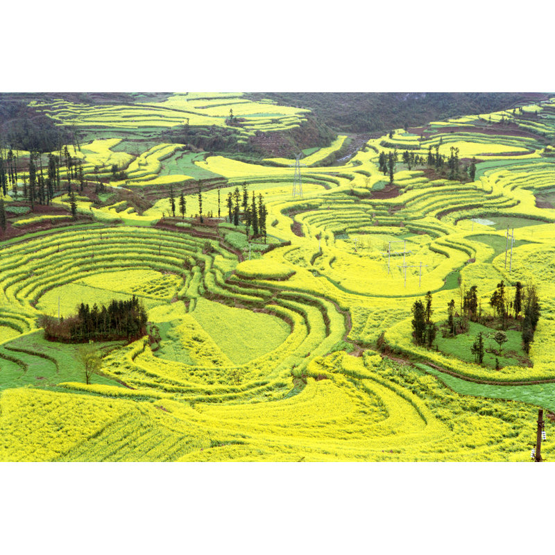 Rapeseed Field - Wrapped Canvas Print, 81cm H x 122cm W x 3.8cm D