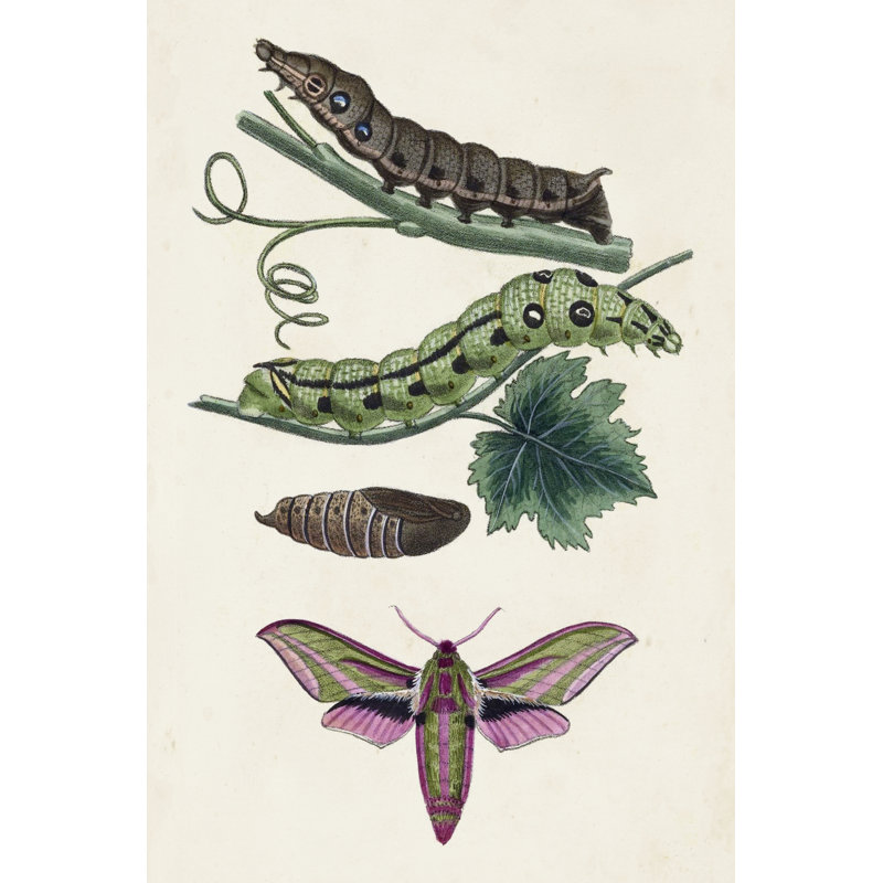 Chenille et papillon de nuit VI - peinture sur toile tendue, H 12 po x l 8 po