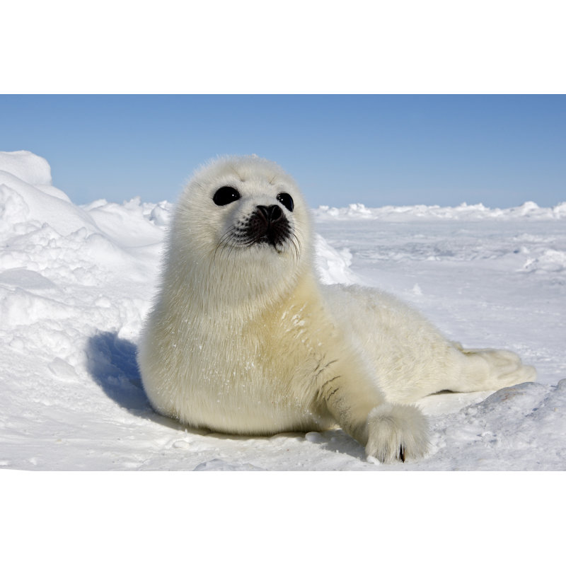 Harp Seal by Michel VIARD - Wrapped Canvas Print, 61cm H x 91cm W