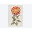 «Vibrant Mums III», impression sur toile tendue-29052585-72800955-72800964