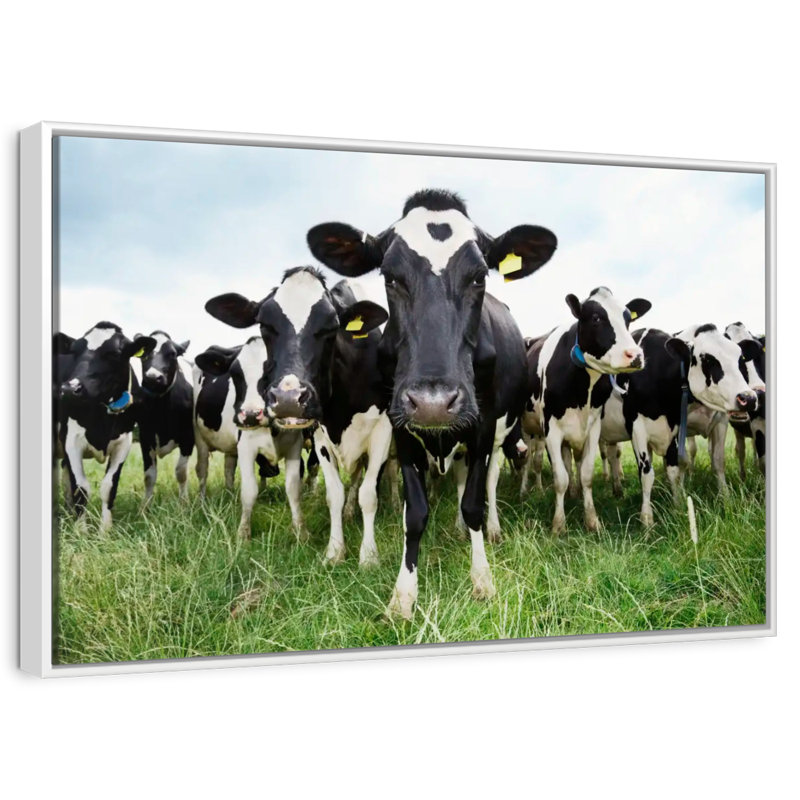 Holstein Cows, Floating Frame White, 37" X 25"