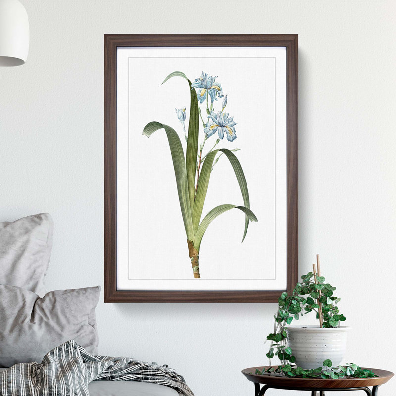 Iris Flowers by Pierre-Joseph Redoute - Framed Print, Walnut Framed, 65cm H x 48cm W x 2cm D