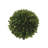 36" Double Boxwood Topiary in Pot