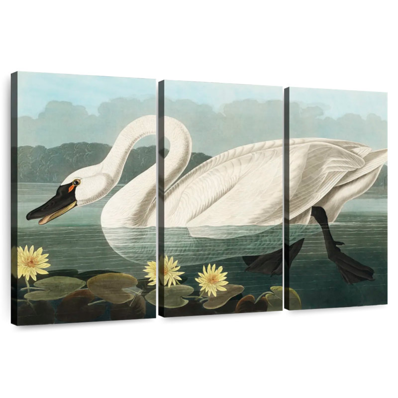 Brampt Common American Swan, 36" H x 57" W