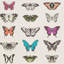 Papilio Wallpaper-50900175