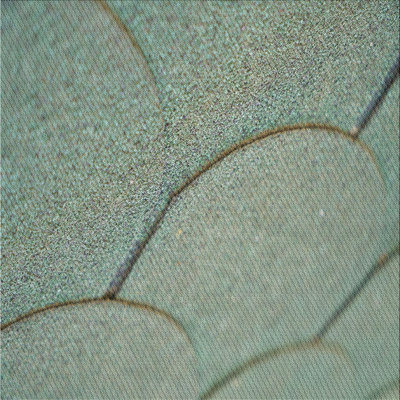 Tapis vert / gris