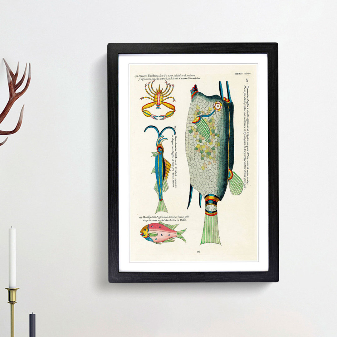 East Indies Fish & Crab Illustrations XXVII by Louis Renard - Picture Frame Painting Print