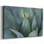 Agave bleue, toile tendue I-Gallery-352215822