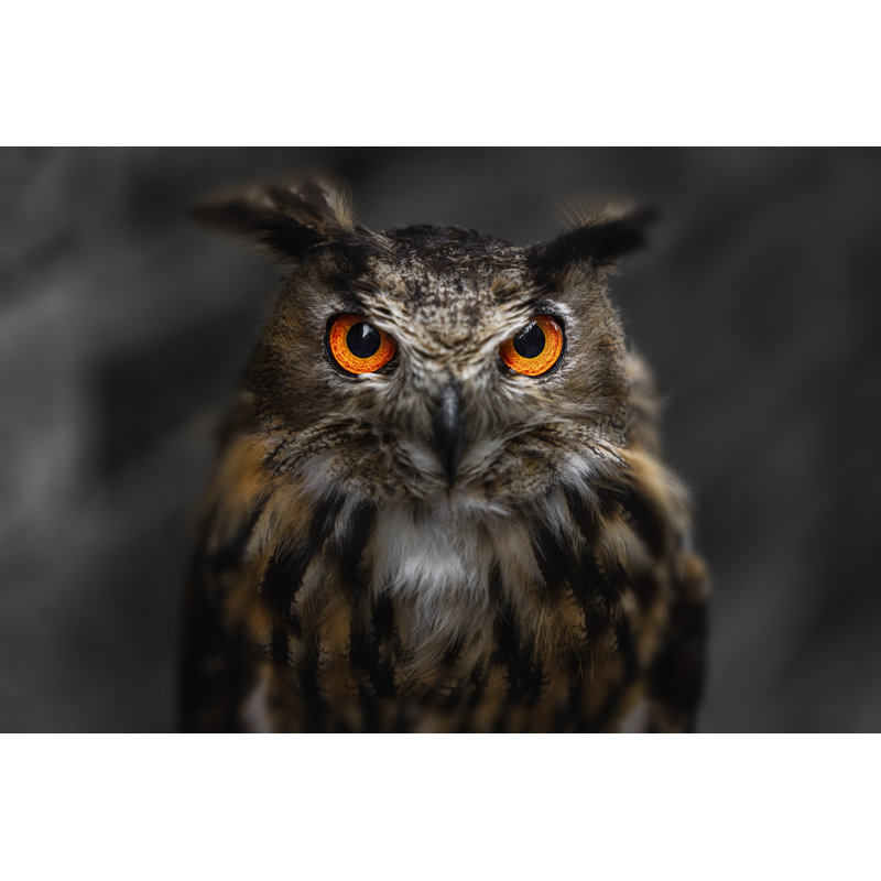 Owl, 81cm H x 122cm W