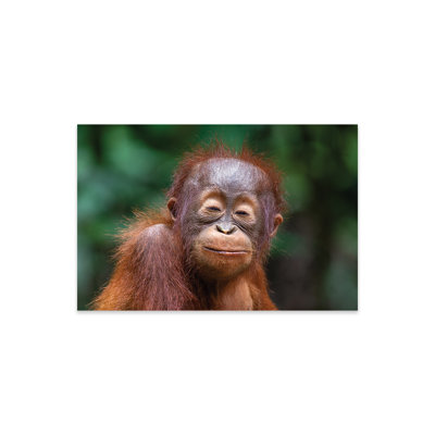 Orang-outan bébé souriant yeux fermés sur plastique / acrylique par Mogens Trolle