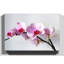 Flower Pink Orchid - Wrapped Canvas-19096187
