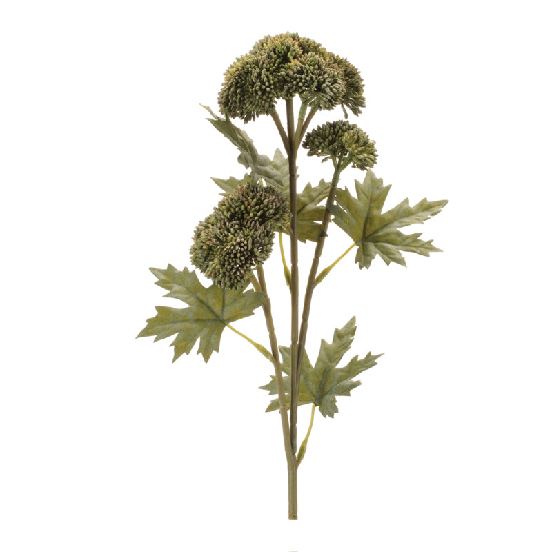 Vaporisateur de plantes grasses Sedum, Vert
