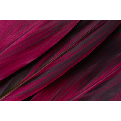 Leondrae Red Leaf Cordyline Fruticosa par - Photographie de toile tendue