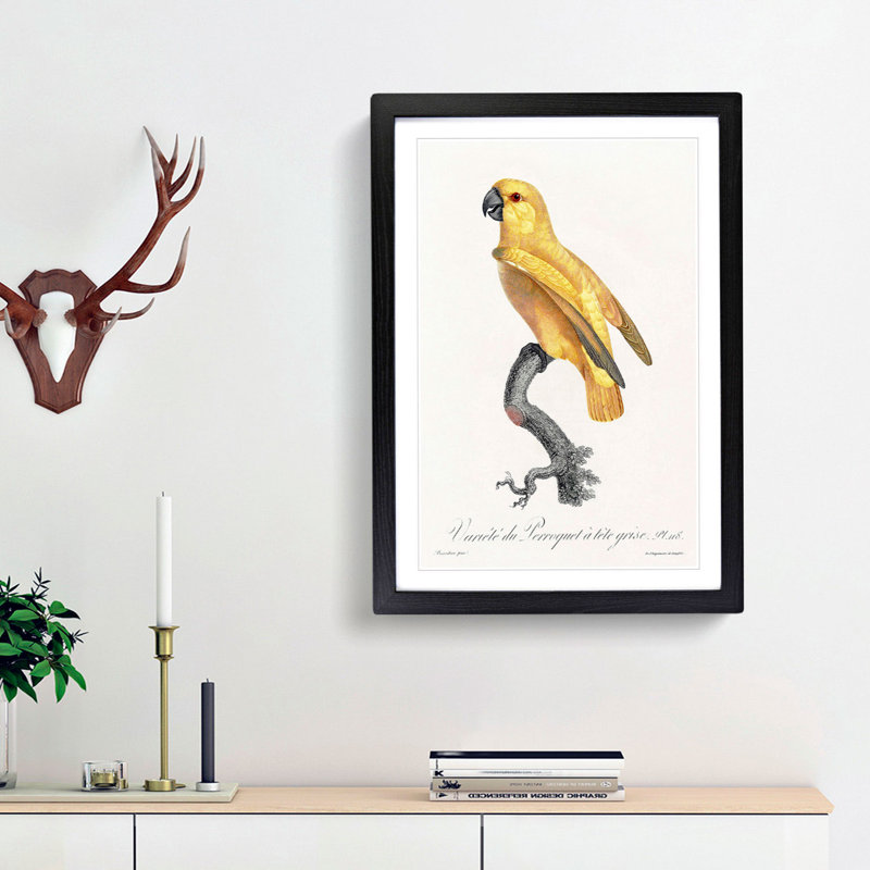 Senegal Parrot by F. Levaillant - Picture Frame Painting Print, 36cm H x 27cm W x 2cm D, Black Framed