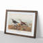 Red-Backed Sandpiper by John James Audubon - Picture Frame Painting Print-55598136-55598134