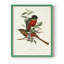 «Elegant Trogons I», reproduction encadrée - bois massif-608127425-608127426