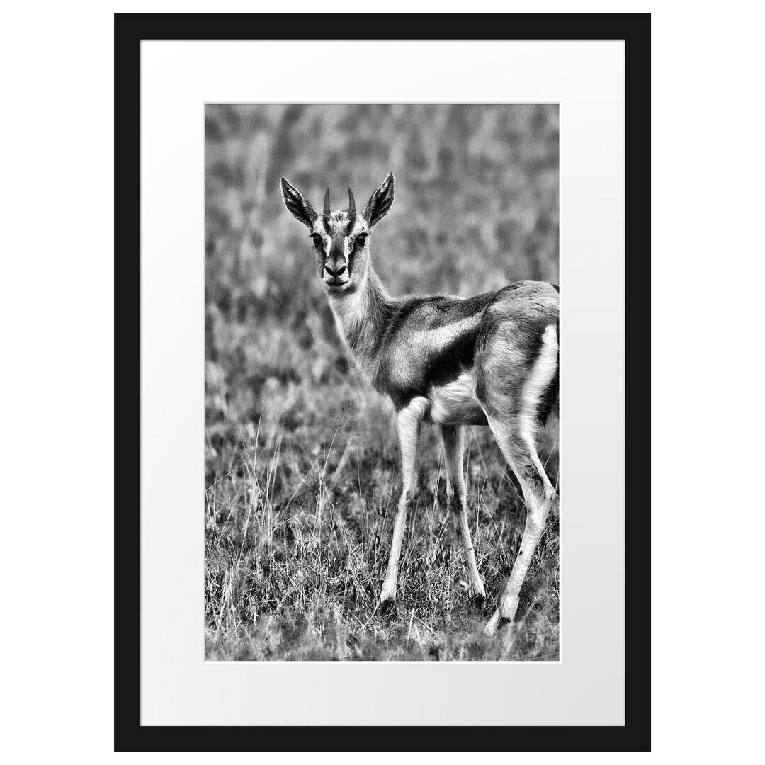 Gerahmtes Poster Prächtige Gazelle auf Wiese