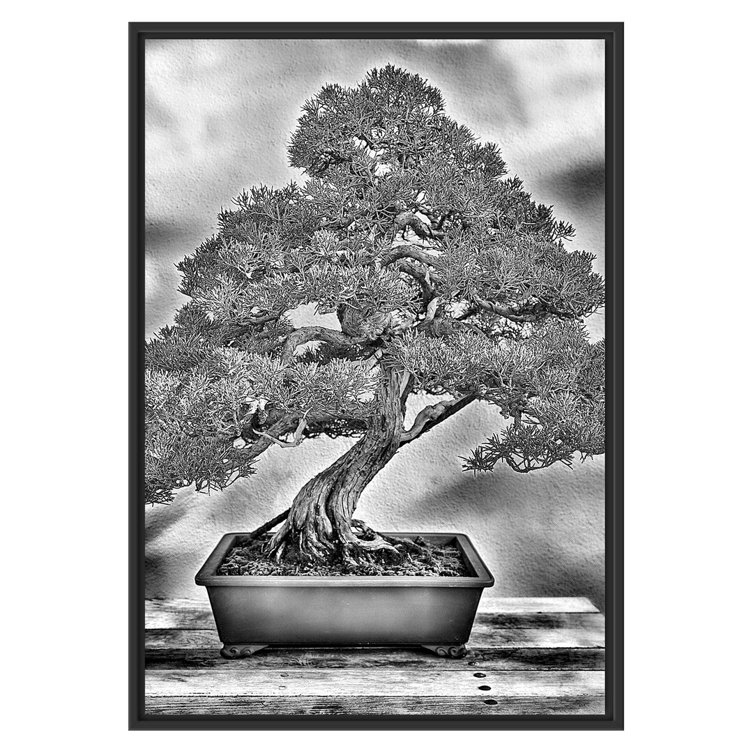 Gerahmtes Wandbild Bonsai Baum