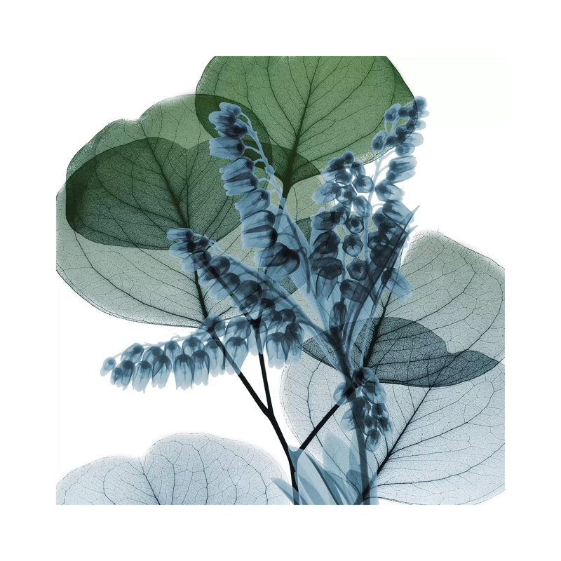 Lilly Of Eucalyptus II by Albert Koetsier - Wrapped Canvas Painting, 45.72 cm H x 45.72 cm W x 1.91 cm D