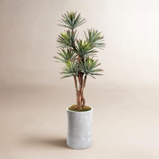 8' Agave Tree in White Weston Planter