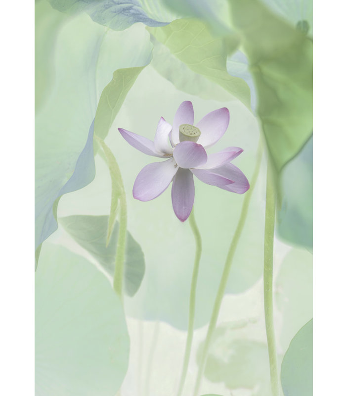 Wrapped Canvas Print, 76.2 cm H x 50.8 cm W