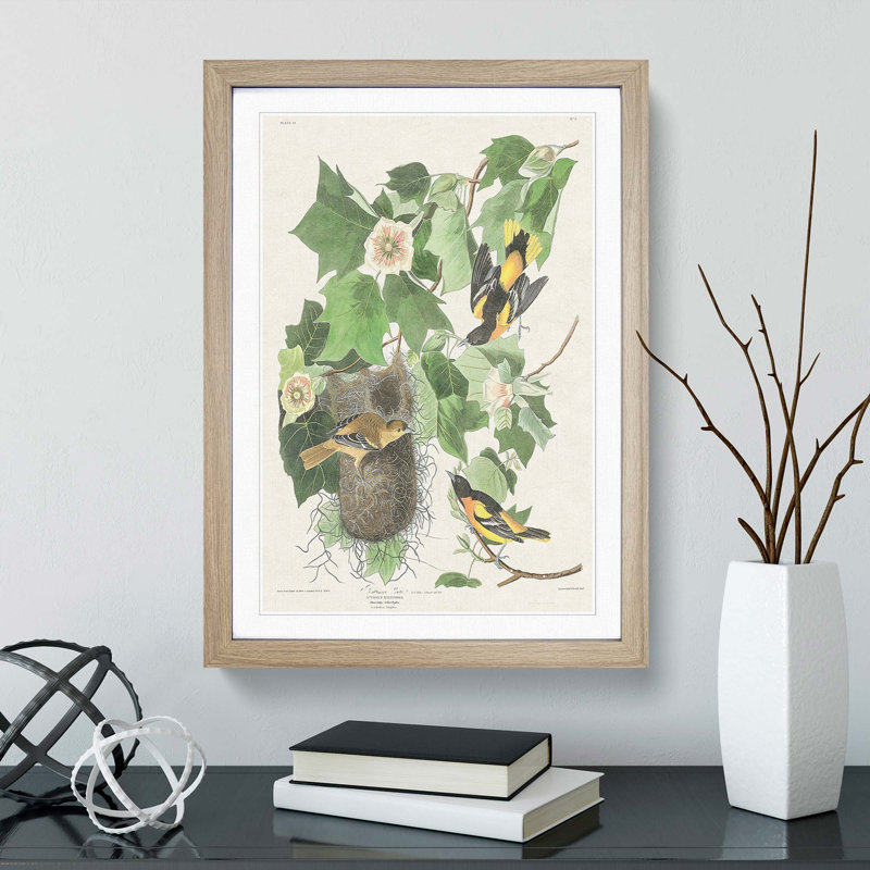 Baltimore Oriole Birds by John James Audubon - Framed Print, Oak, 60cm H x 40cm W x 2cm D
