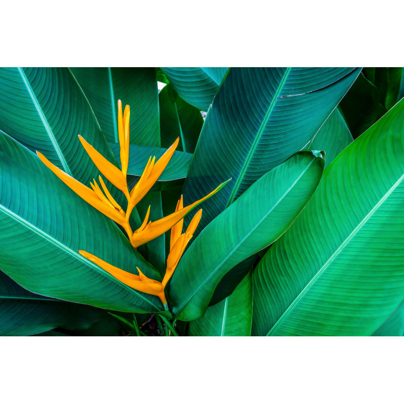 Tropical Exotic Flower - Wrapped Canvas Print, 30cm H x 46cm W