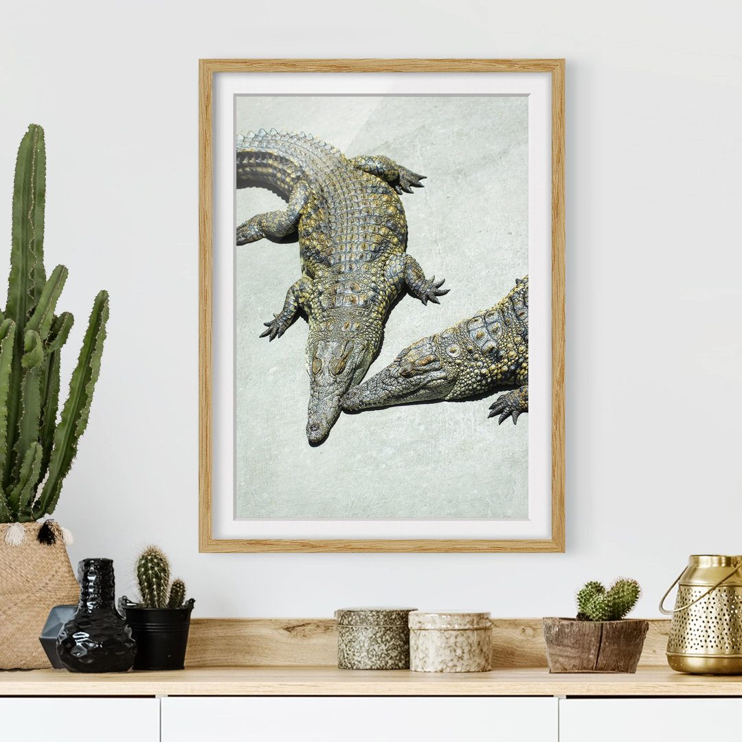 Gerahmtes Poster Crocodile Romance