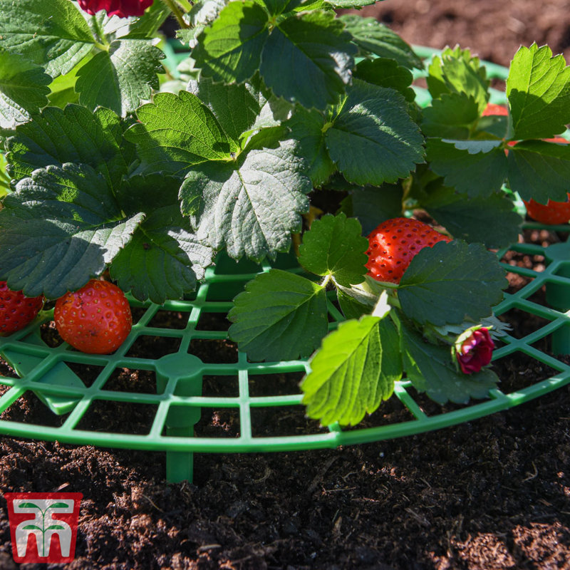 Croyle Strawberry Plant Support Frame (x5)