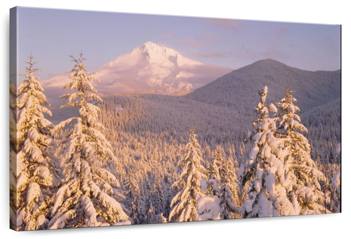 Millwood Pines Alvord Mount Wood Winter | Wayfair