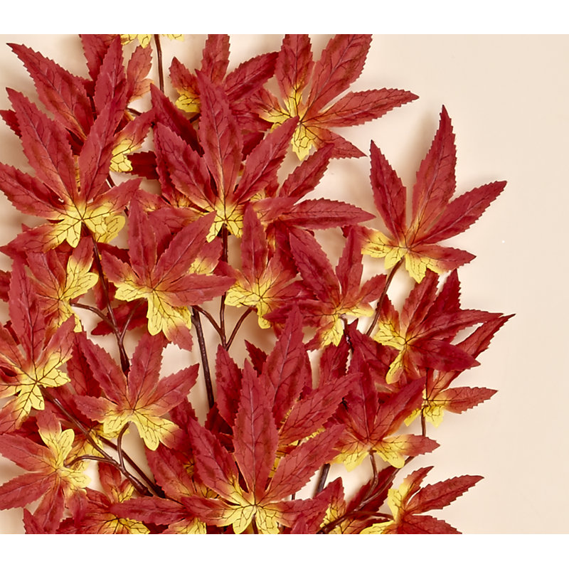 Jets de feuilles d'érable japonais, Rouge