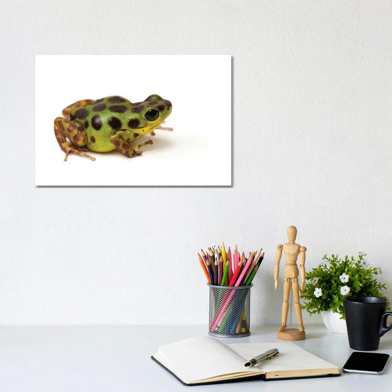 La Gruta Morph Of The Strawberry Poison Dart Frog by Joel Sartore - Gallery-Wrapped Canvas Giclée on Canvas, Canvas