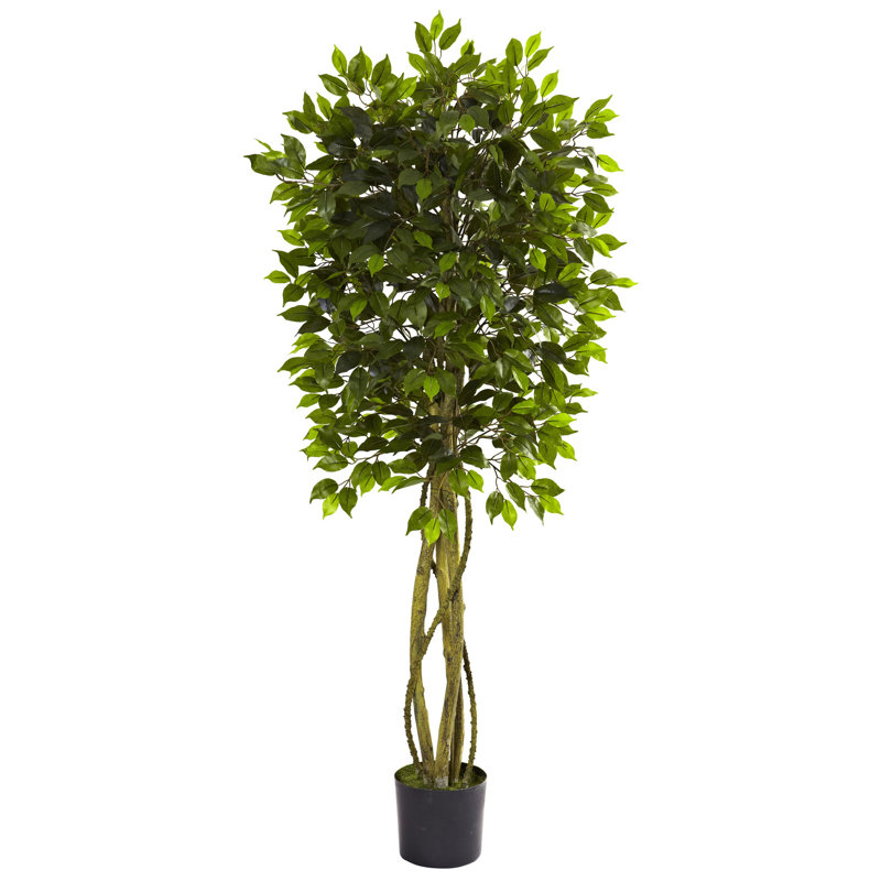 5.5ft. Ficus Tree UV Resistant (Indoor/Outdoor)