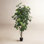 Fiddle Leaf Fig Tree in Pot
