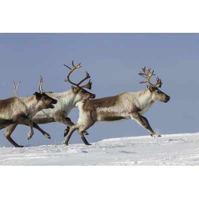 Reindeer par Pilipenkod - Photographie sur toile tendue