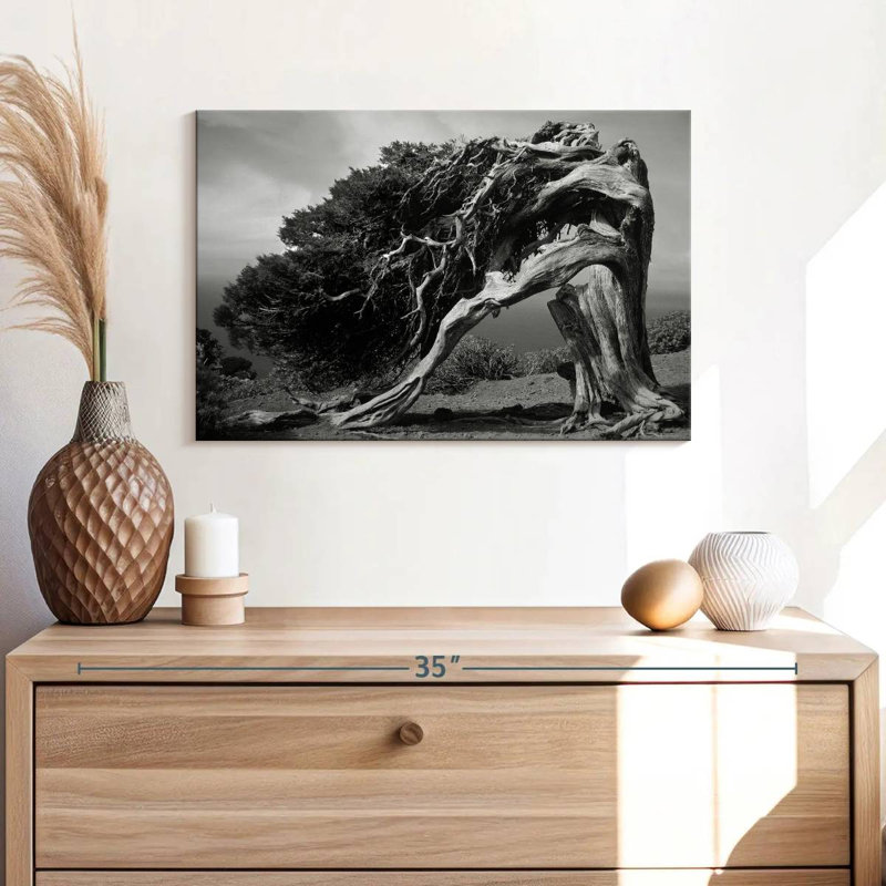 Harnek Junipers Of El Hierro, 16" H x 24" W