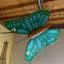 Statue insecte papillon surdimensionné-109972652