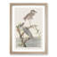 Yellow-Crowned Heron by John James Audubon - Picture Frame Art Print-55641183-55641188