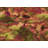 Indoor Rug-68304471