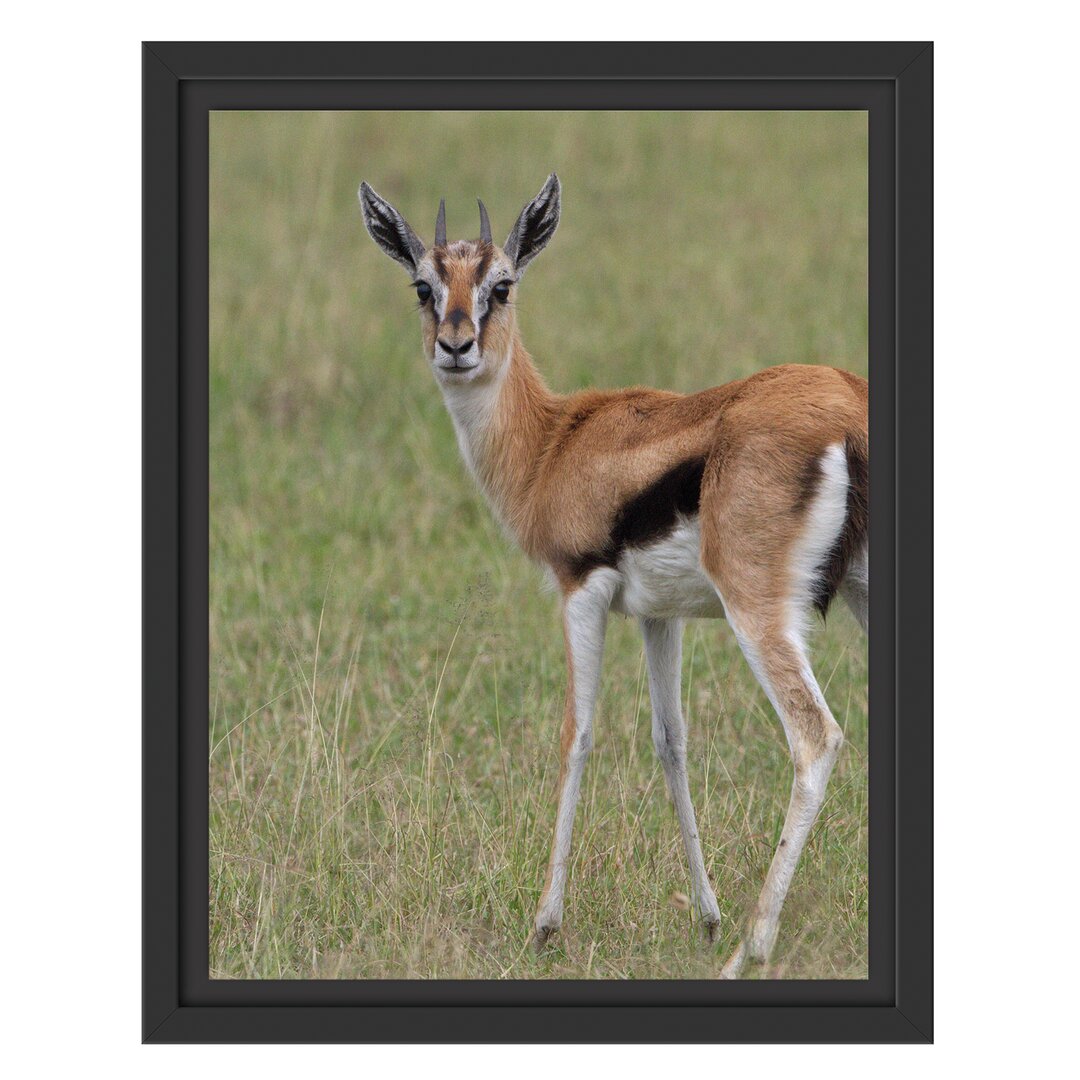 Gerahmtes Wandbild prächtige Gazelle auf Wiese